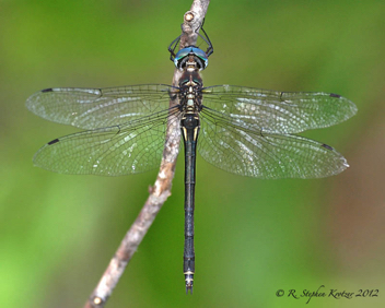 Somatochlora provocans, female